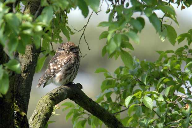 Little Owl in old fruit tree © FotoNatur