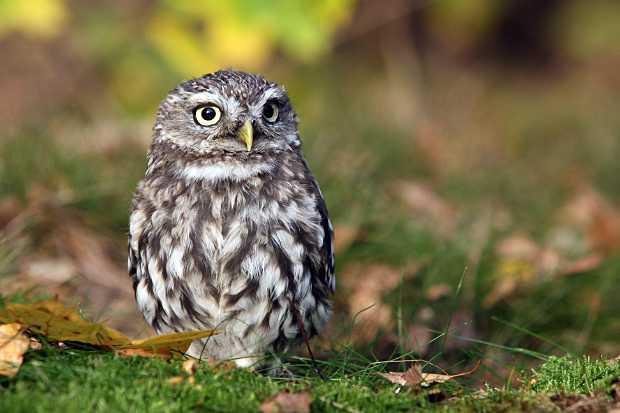 Little Owl tries its luck at hunting prey on the ground © FotoNatur