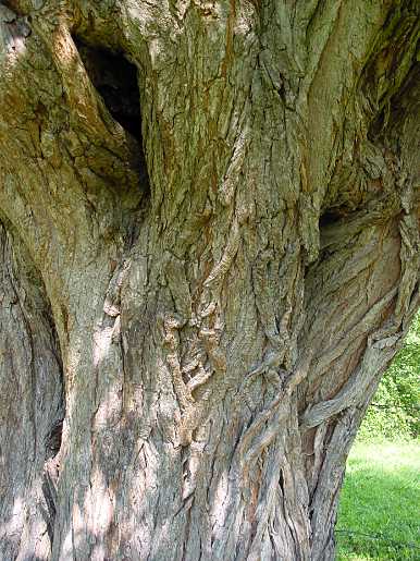 Old pollard willow with cavities © SPA