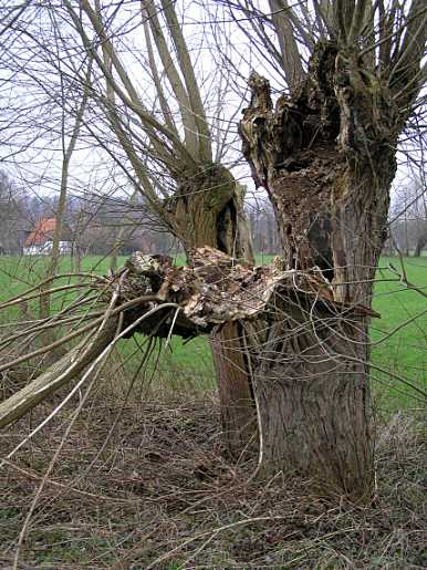 Broken old pollard willow © SPA