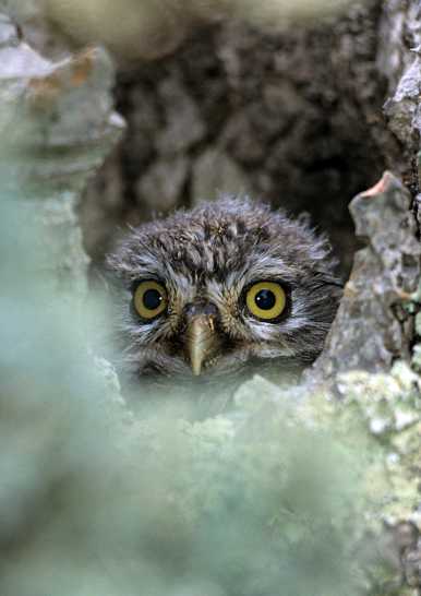 Young Little Owl inspects its surroundings © Pröhl / fokus-natur