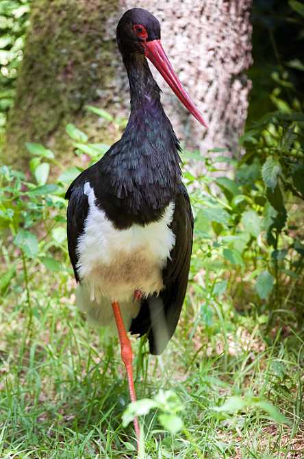 Foraging Black Stork