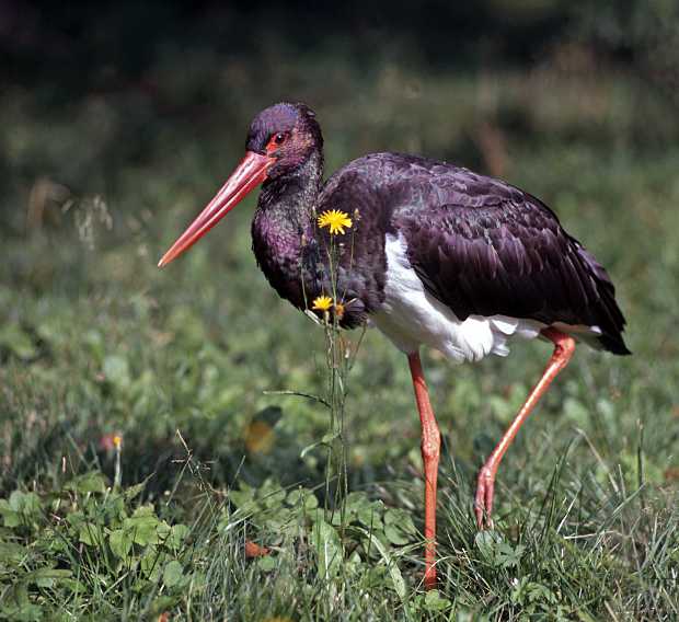 Black Stork foraging on a woodland meadow