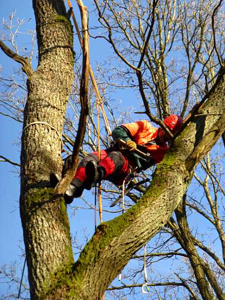 Lofty nest-building - true tightrope walking