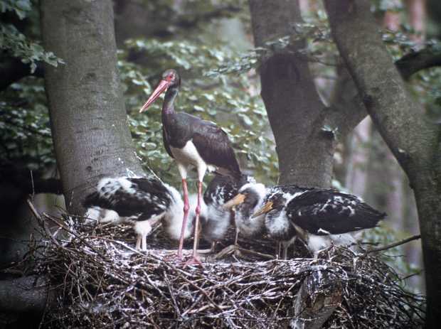 Black Stork pair with young on a naturally built nest
