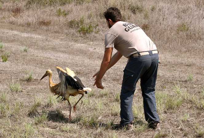 Wildlife Conservation