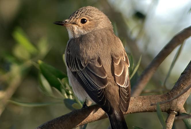 Migrant Bird Protection