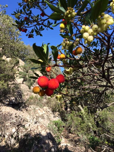 Sardinien-Erdbeerbaum-mit-Blueten