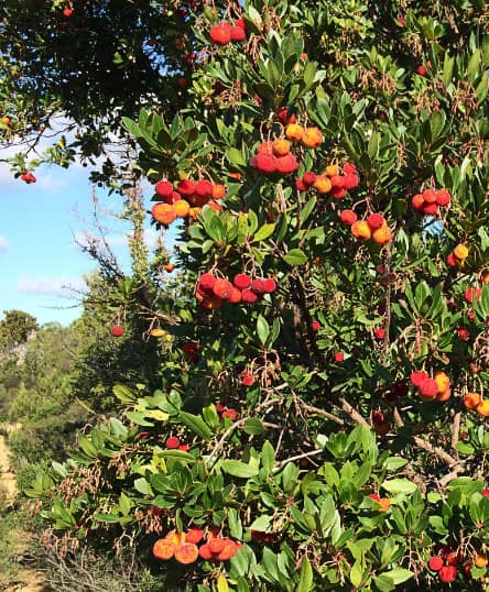 Sardinien-Fruechtetragender-Erdbeerbaum
