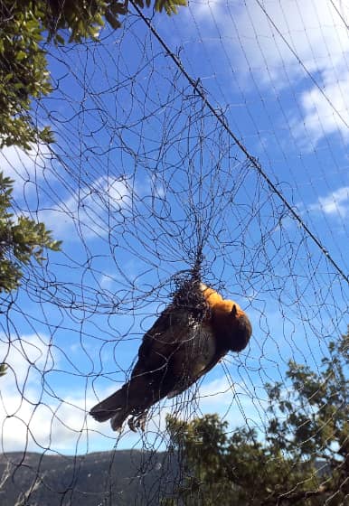 Sardinien-In-Fangnetz-verendetes-Rotkehlchen