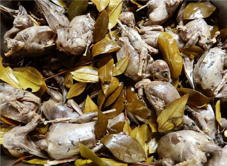 Sardinien-In-Salzwasser-und-Myrte