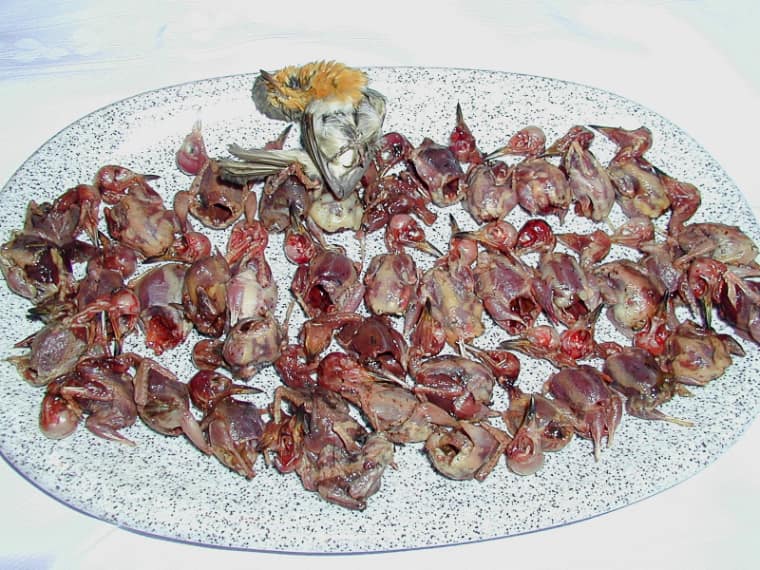 Sardinien-Verbotene-Rotkehlchenplatte