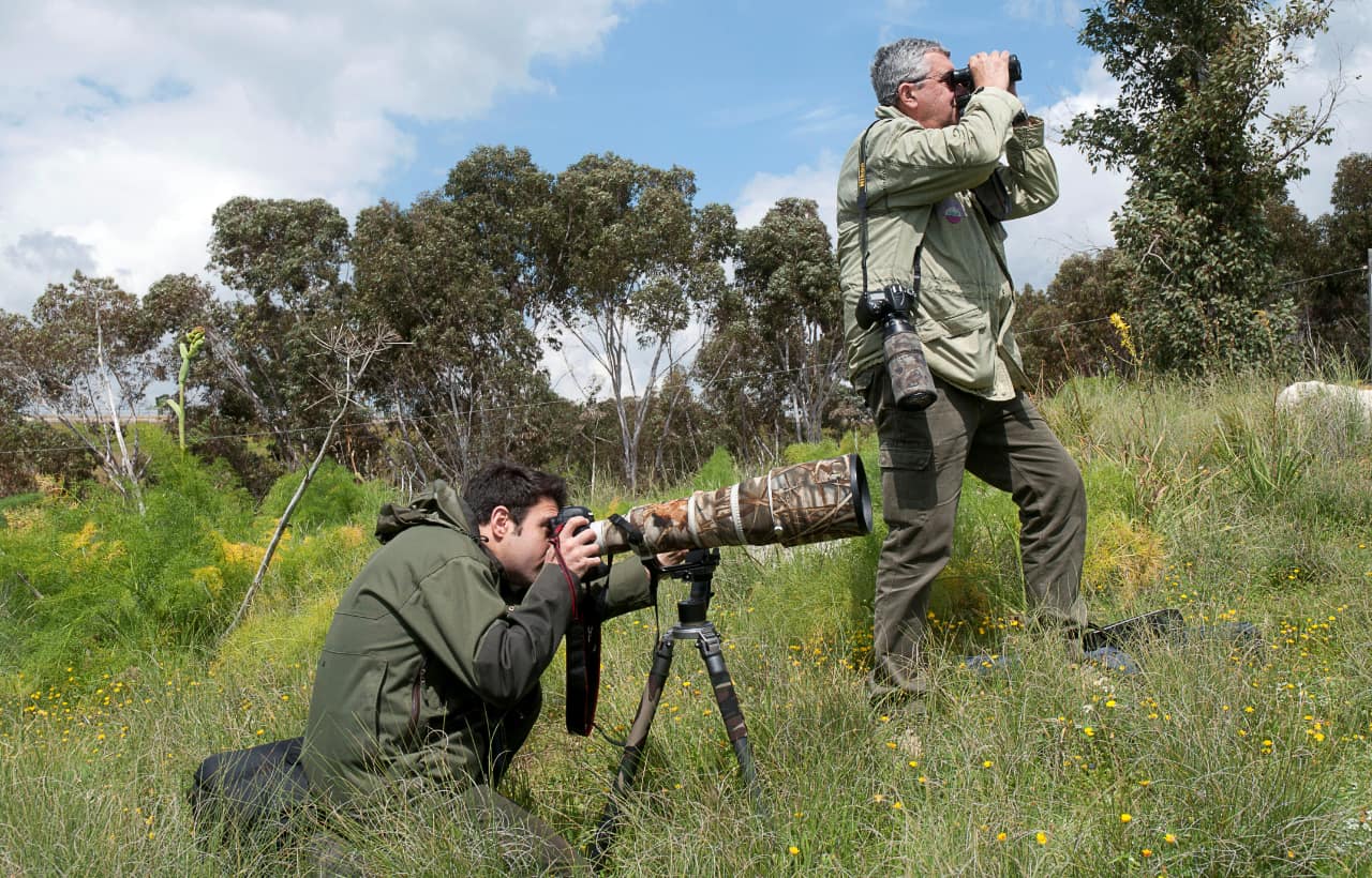 Sizilien-Habichtsadler-Hostbewachung
