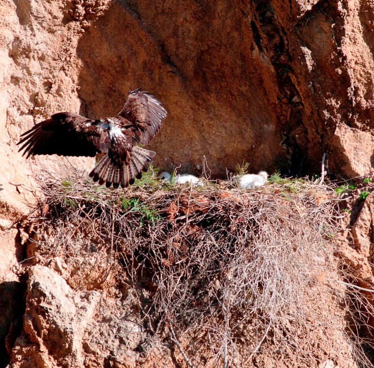 Sizilien-Habichtsadler-am-Horst