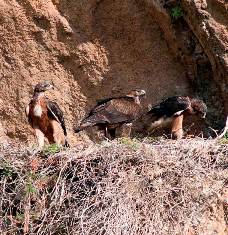 Sizilien-Habichtsadler-mit-Jungadlern