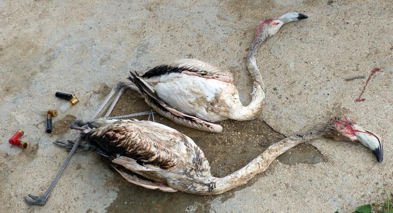 Sizilien-Illegal-abgeschossene-Rosa-Flamingos