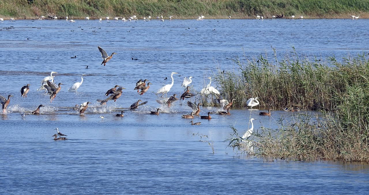 Sizilien-Vogelvielfalt-in-Lagune