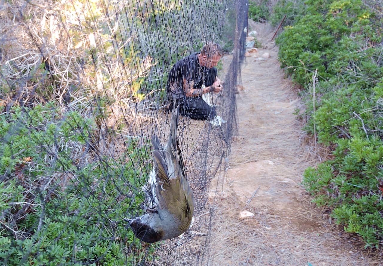 Zypern-Befreiung-von-Moenchsgrasmuecken
