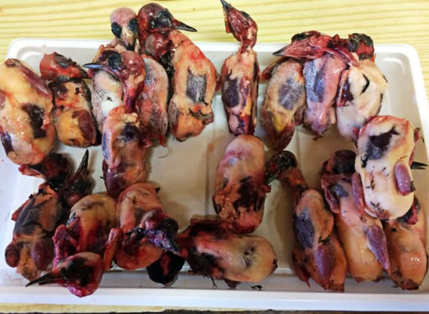 Zypern-Gefrorene-Moenchsgrasmuecken-Ambelopoulia