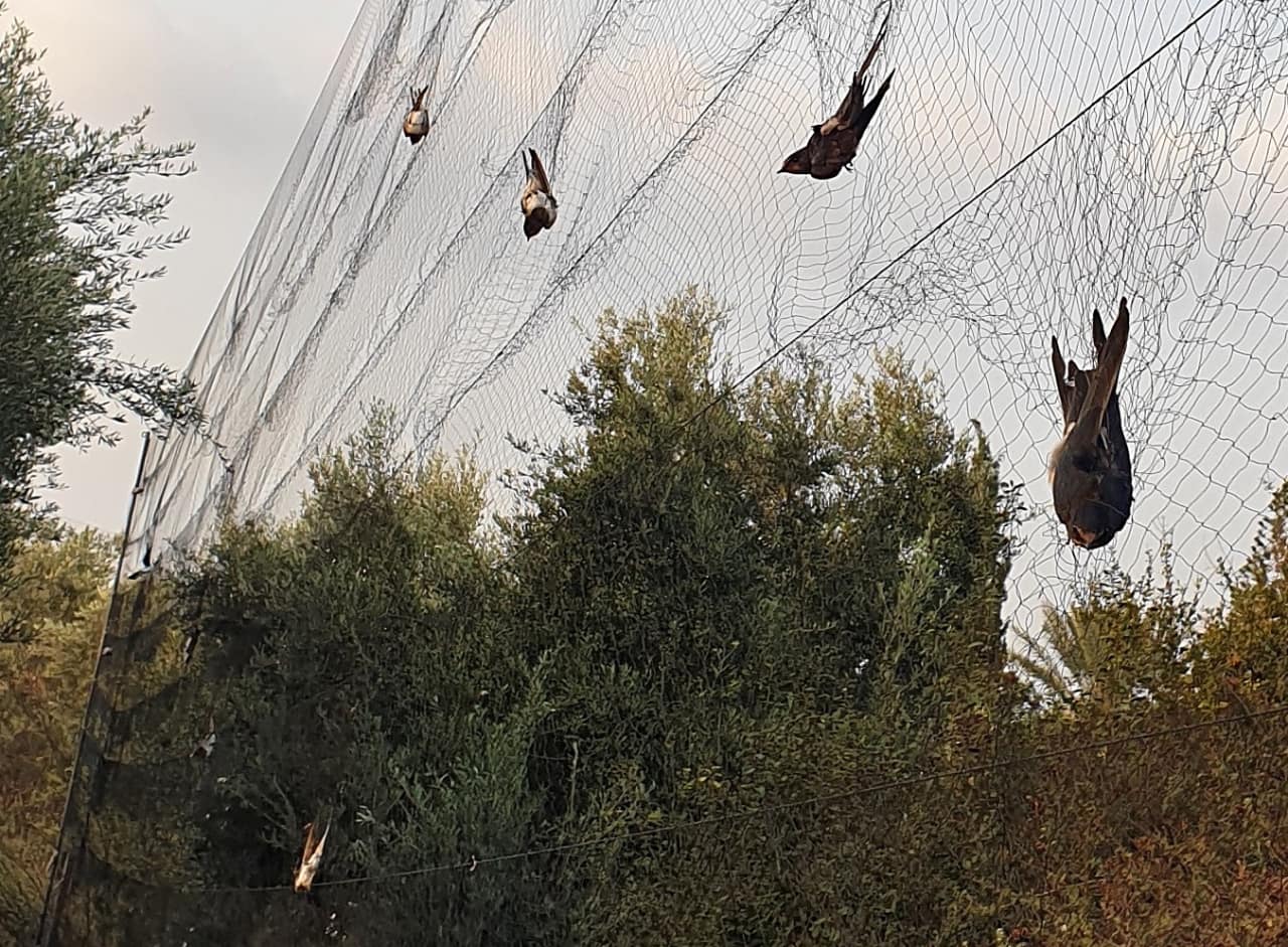 Zypern-Rauchschwalben-im-Vogelfangnetz