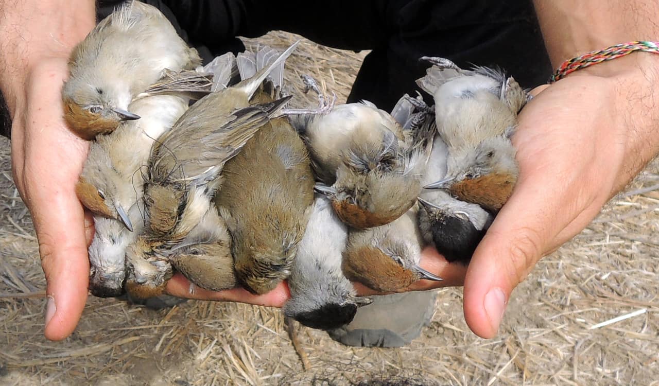 Zypern-herausgeschnittene-Zugvogelopfer