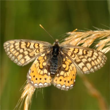 Abbiss-Scheckenfalter