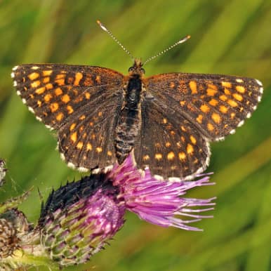 Baldrian-Scheckenfalter