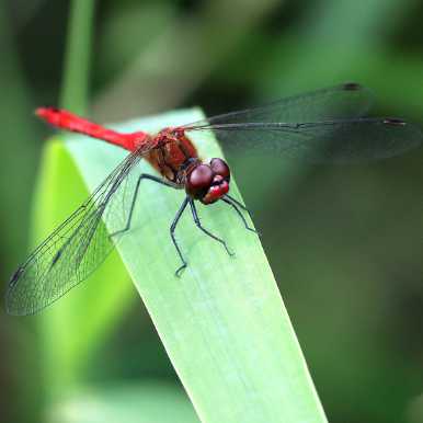 Blutrote Heidelibelle