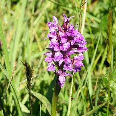 Breitblaettriges Knabenkraut