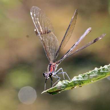 Bronzene Prachtlibelle