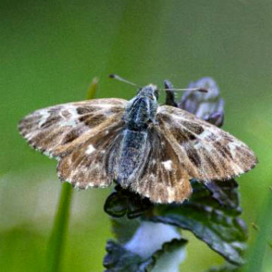 Heilzeist-Dickkopffalter