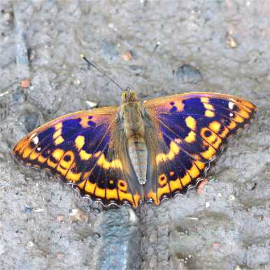 Kleiner Schillerfalter