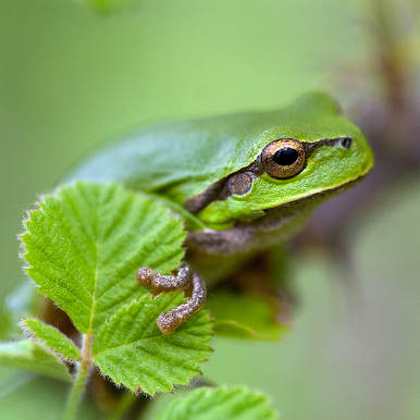 Laubfrosch