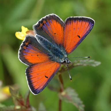 Lilagold-Feuerfalter