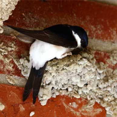 Mehlschwalbe am Nest