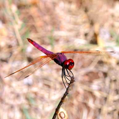 Rotviolette Segellibelle