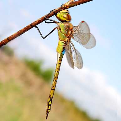 Schabracken-Königslibelle