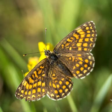 Wachtelweizen-Scheckenfalter