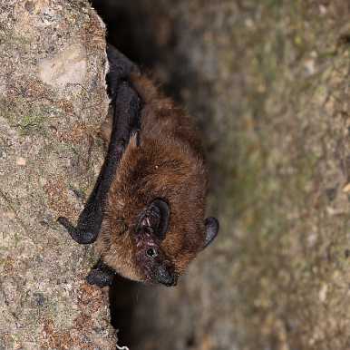Zwergfledermaus