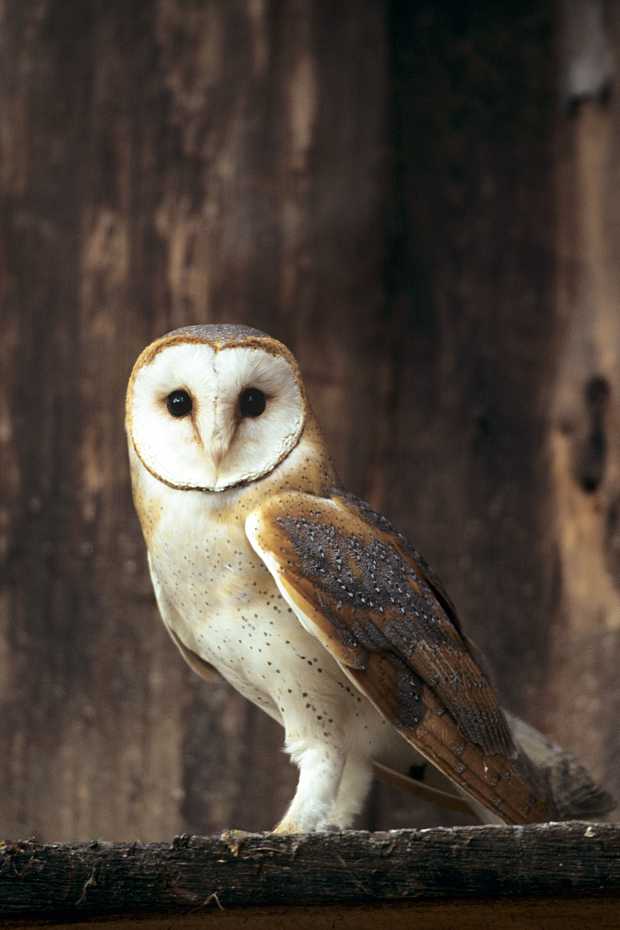 artenschutzgebaeude-barnin-2b