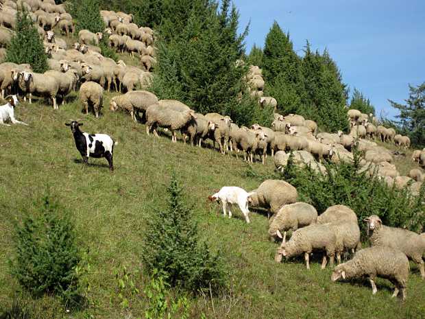 landkaeufe-henfstaedt-3a