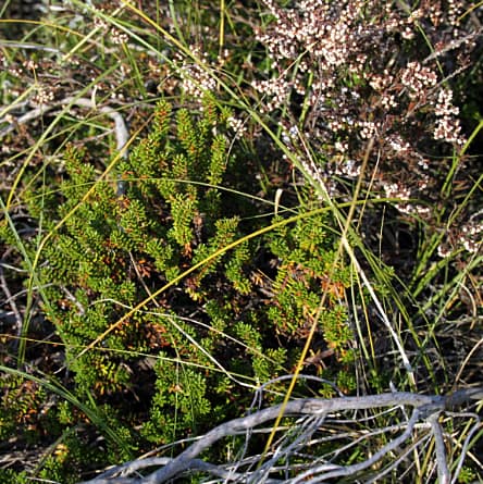 landkaeufe-hiddensee-4