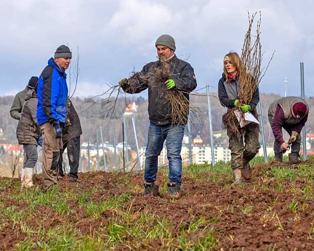 Neue Heckenpflanzungen im Hirschgrund © M. Pfeifer
