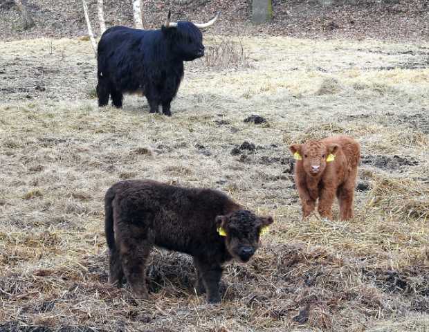 Highland Cattle (Schottische Hochlandrinder) - wirkungsvolle Wildnisgestalter © M. Werner