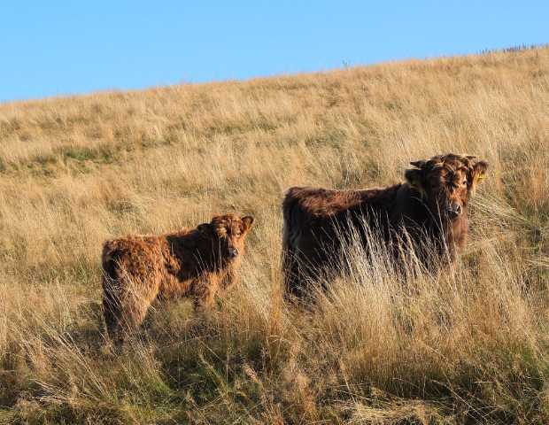 Highland Cattle (Schottische Hochlandrinder) - wirkungsvolle Wildnisgestalter © M. Werner
