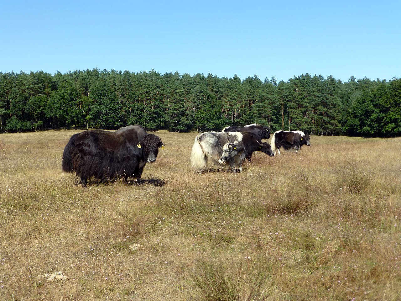 landkaeufe-juelchendorfer-trockenhaenge-4