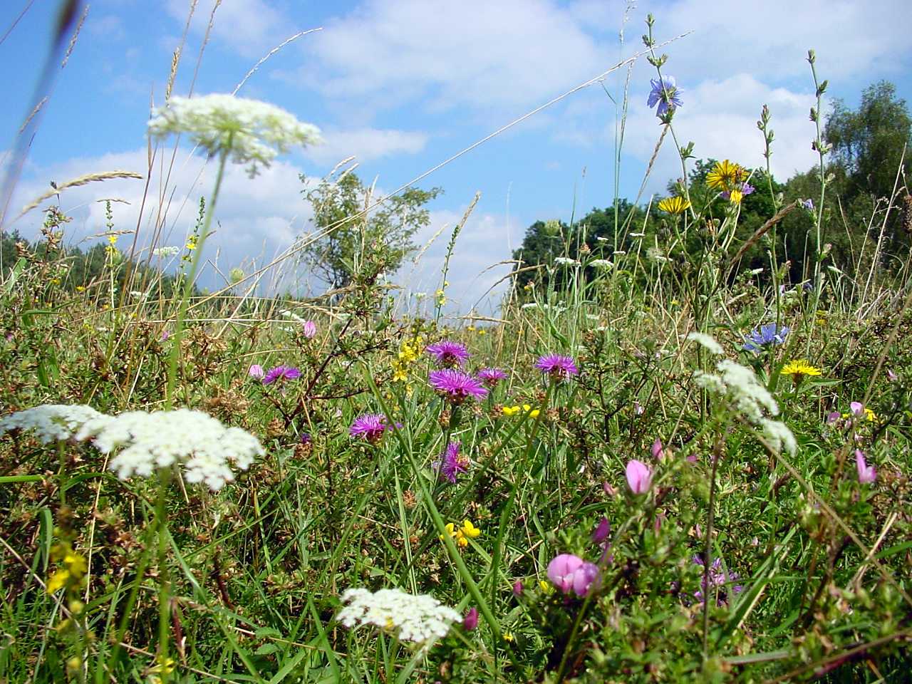 landkaeufe-nordhausen-3
