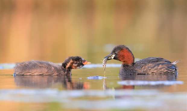 landkaeufe-obersdorfer-vorder--und-hintersee-7c