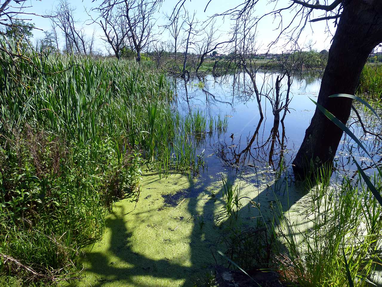 landkaeufe-seelaendereien-bei-frose-1