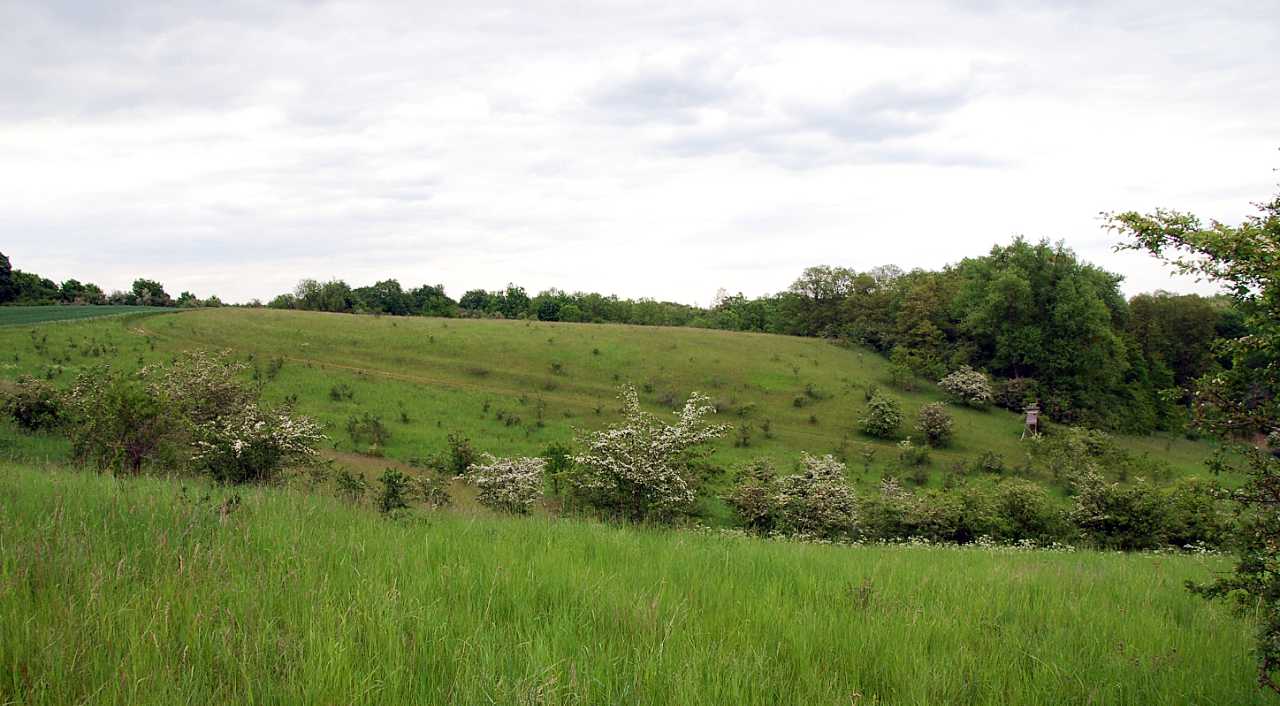 landkaeufe-wilder-berg-bei-seelow-1